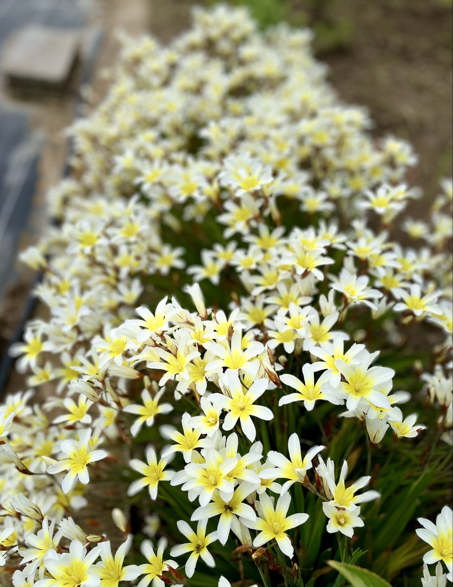 tomiminto's tweet photo. 一人一人に霊の働きが現れるのは全体の益となるためです
(第1コリント12章より)

自分の思い込みや強さに頼らず心を聖霊に明け渡す時、その働きによって神様からの本当の強さが与えられる✨

今週も霊の息吹に気付くことが出来ますように☦️

#聖霊降臨の主日
#TLを花で一杯にしよう https://t.co/ufOEww8ozI