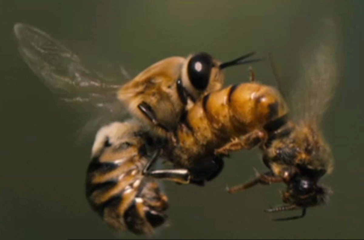 Blazethecurious's tweet photo. DID YOU KNOW??

When a male honeybee mates with a queen bee, his ejaculation process is so incredibly explosive and high-pressured that it literally shatters his body, ripping his reproductive organs clean out of his chest cavity and killing him mid-air!

​Known as drones, male honeybees live a life entirely defined by a singular, hyper-specialized mission. They do not gather pollen, they do not make honey, and they do not have stingers to defend the hive. Their sole biological purpose is to pass on their genetics to a virgin queen during her legendary, high-altitude mating flight.

​The mechanics of this reproductive act are among the most violent, explosive, and fatal encounters in the entire animal kingdom. Walk with me 👇🏾👇🏾

​1. The High-Speed Aerial Chase:
​Mating never takes place inside the dark, crowded confines of the hive. Instead, it occurs in mid-air within specific geographic locations known as Drone Congregation Areas.

When a virgin queen is ready, she takes to the sky, climbing to altitudes between 30 and 100 feet. She releases a powerful trail of sex pheromones that acts like a beacon, attracting thousands of drones from surrounding hives who form a massive, swirling comet-like swarm behind her.

Only the fastest, strongest, and most agile drones have the physical endurance to catch up to her at these high speeds, ensuring that only top-tier genetics make it to the next generation [yes, nature is that brutal! 😂]

​2. The Explosive Pressure Valve:
​Once a victorious drone successfully intercepts the queen mid-flight, the mating process takes less than five seconds to complete, and it concludes with a literal bang! 

​The drone's reproductive organ is an internal structure called an endophallus. To ejaculate, the drone must aggressively contract his abdominal muscles to pump hemolymph (insect blood) into the organ at an astronomical pressure. This causes the endophallus to forcefully evert, essentially flipping inside out like the finger of a latex glove being violently blown forward by high-pressure air.

​The pressure is so intense that the fluid blast forces the semen out at a velocity that creates a distinct, audible "pop" sound that can actually be heard by human researchers standing on the ground below.

​3. The Fatal Shattering and the "Mating Sign":
​The extreme, explosive force required to inject his sperm directly into the queen's specialized storage pouch instantly destroys the drone's internal anatomy.

​As the drone ejaculates, his endophallus becomes securely locked inside the queen. The explosive pressure causes his abdomen to literally rupture and tear apart. His heart stops instantly, his nervous system shuts down, and his paralyzed body flips backward, plummeting to the earth below.

​When the dead drone falls, his ruptured reproductive organ is completely torn away from his body, left behind inside the queen's sting chamber. This protruding tissue is known to entomologists as the "mating sign." It acts as a temporary biological plug, preventing the precious sperm from leaking out while the queen continues her flight.

​4. A Succession of Ripped Plugs:
​You might think that leaving a plug behind would prevent any other male bees from mating with the queen, but evolution has already accounted for this obstacle.

​The queen bee is highly polyandrous, meaning she needs to collect sperm from 15 to 20 different drones during a single mating flight to ensure the hive's future genetic diversity. When the next drone catches up to the flying queen, his specialized endophallus is equipped with tiny, backward-facing hairs and ridges designed to act like a surgical tool. He uses his organ to physically hook, pull, and discard the previous drone's trailing "mating sign" before detonating his own explosive ejaculation, repeating the fatal cycle.

IN SUMMARY!
​The life of a male honeybee is a stark, evolutionary trade-off.

Hopefully you've learnt something new today?

Cheers 🥂 😅

The Medic Who Writes™🌚