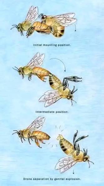 Blazethecurious's tweet photo. DID YOU KNOW??

When a male honeybee mates with a queen bee, his ejaculation process is so incredibly explosive and high-pressured that it literally shatters his body, ripping his reproductive organs clean out of his chest cavity and killing him mid-air!

​Known as drones, male honeybees live a life entirely defined by a singular, hyper-specialized mission. They do not gather pollen, they do not make honey, and they do not have stingers to defend the hive. Their sole biological purpose is to pass on their genetics to a virgin queen during her legendary, high-altitude mating flight.

​The mechanics of this reproductive act are among the most violent, explosive, and fatal encounters in the entire animal kingdom. Walk with me 👇🏾👇🏾

​1. The High-Speed Aerial Chase:
​Mating never takes place inside the dark, crowded confines of the hive. Instead, it occurs in mid-air within specific geographic locations known as Drone Congregation Areas.

When a virgin queen is ready, she takes to the sky, climbing to altitudes between 30 and 100 feet. She releases a powerful trail of sex pheromones that acts like a beacon, attracting thousands of drones from surrounding hives who form a massive, swirling comet-like swarm behind her.

Only the fastest, strongest, and most agile drones have the physical endurance to catch up to her at these high speeds, ensuring that only top-tier genetics make it to the next generation [yes, nature is that brutal! 😂]

​2. The Explosive Pressure Valve:
​Once a victorious drone successfully intercepts the queen mid-flight, the mating process takes less than five seconds to complete, and it concludes with a literal bang! 

​The drone's reproductive organ is an internal structure called an endophallus. To ejaculate, the drone must aggressively contract his abdominal muscles to pump hemolymph (insect blood) into the organ at an astronomical pressure. This causes the endophallus to forcefully evert, essentially flipping inside out like the finger of a latex glove being violently blown forward by high-pressure air.

​The pressure is so intense that the fluid blast forces the semen out at a velocity that creates a distinct, audible "pop" sound that can actually be heard by human researchers standing on the ground below.

​3. The Fatal Shattering and the "Mating Sign":
​The extreme, explosive force required to inject his sperm directly into the queen's specialized storage pouch instantly destroys the drone's internal anatomy.

​As the drone ejaculates, his endophallus becomes securely locked inside the queen. The explosive pressure causes his abdomen to literally rupture and tear apart. His heart stops instantly, his nervous system shuts down, and his paralyzed body flips backward, plummeting to the earth below.

​When the dead drone falls, his ruptured reproductive organ is completely torn away from his body, left behind inside the queen's sting chamber. This protruding tissue is known to entomologists as the "mating sign." It acts as a temporary biological plug, preventing the precious sperm from leaking out while the queen continues her flight.

​4. A Succession of Ripped Plugs:
​You might think that leaving a plug behind would prevent any other male bees from mating with the queen, but evolution has already accounted for this obstacle.

​The queen bee is highly polyandrous, meaning she needs to collect sperm from 15 to 20 different drones during a single mating flight to ensure the hive's future genetic diversity. When the next drone catches up to the flying queen, his specialized endophallus is equipped with tiny, backward-facing hairs and ridges designed to act like a surgical tool. He uses his organ to physically hook, pull, and discard the previous drone's trailing "mating sign" before detonating his own explosive ejaculation, repeating the fatal cycle.

IN SUMMARY!
​The life of a male honeybee is a stark, evolutionary trade-off.

Hopefully you've learnt something new today?

Cheers 🥂 😅

The Medic Who Writes™🌚