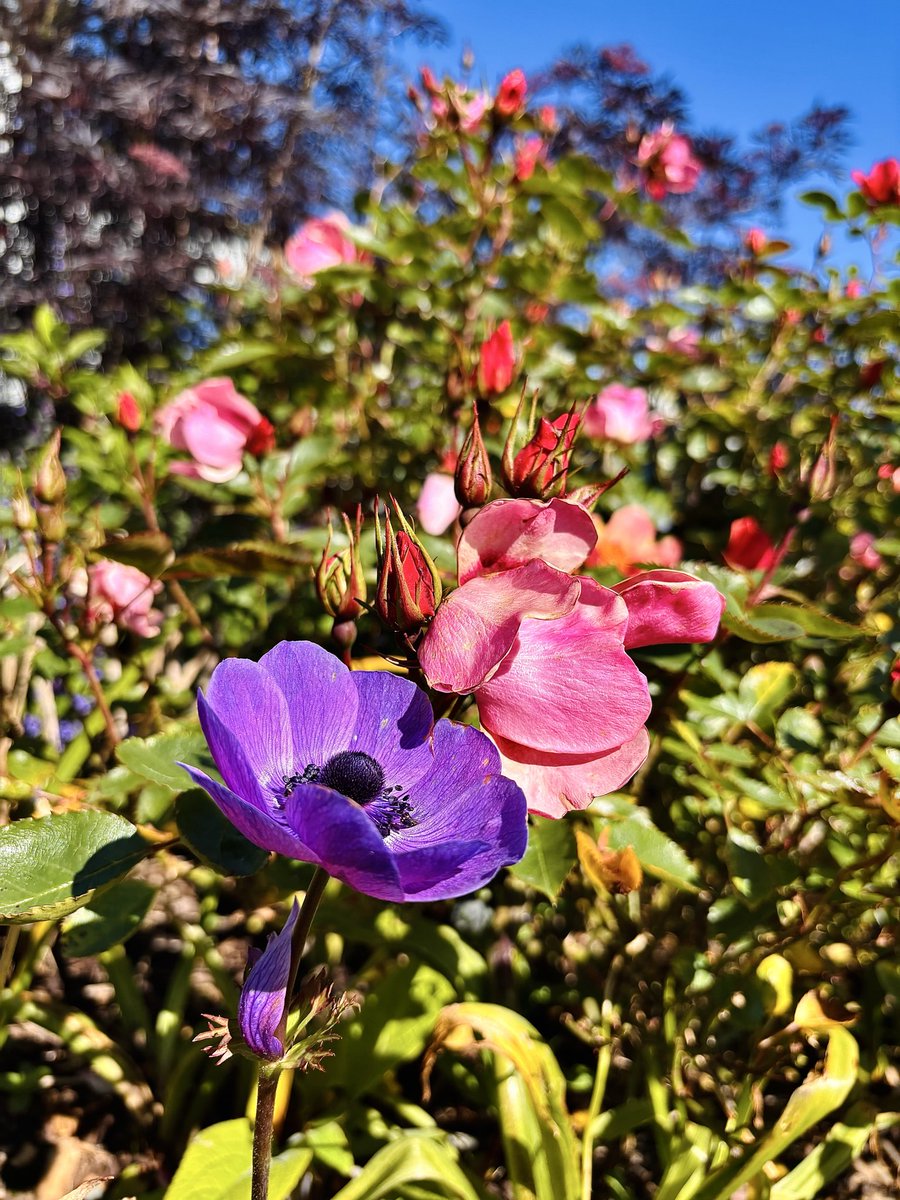 Elaine’s Garden 🪴 tweet media