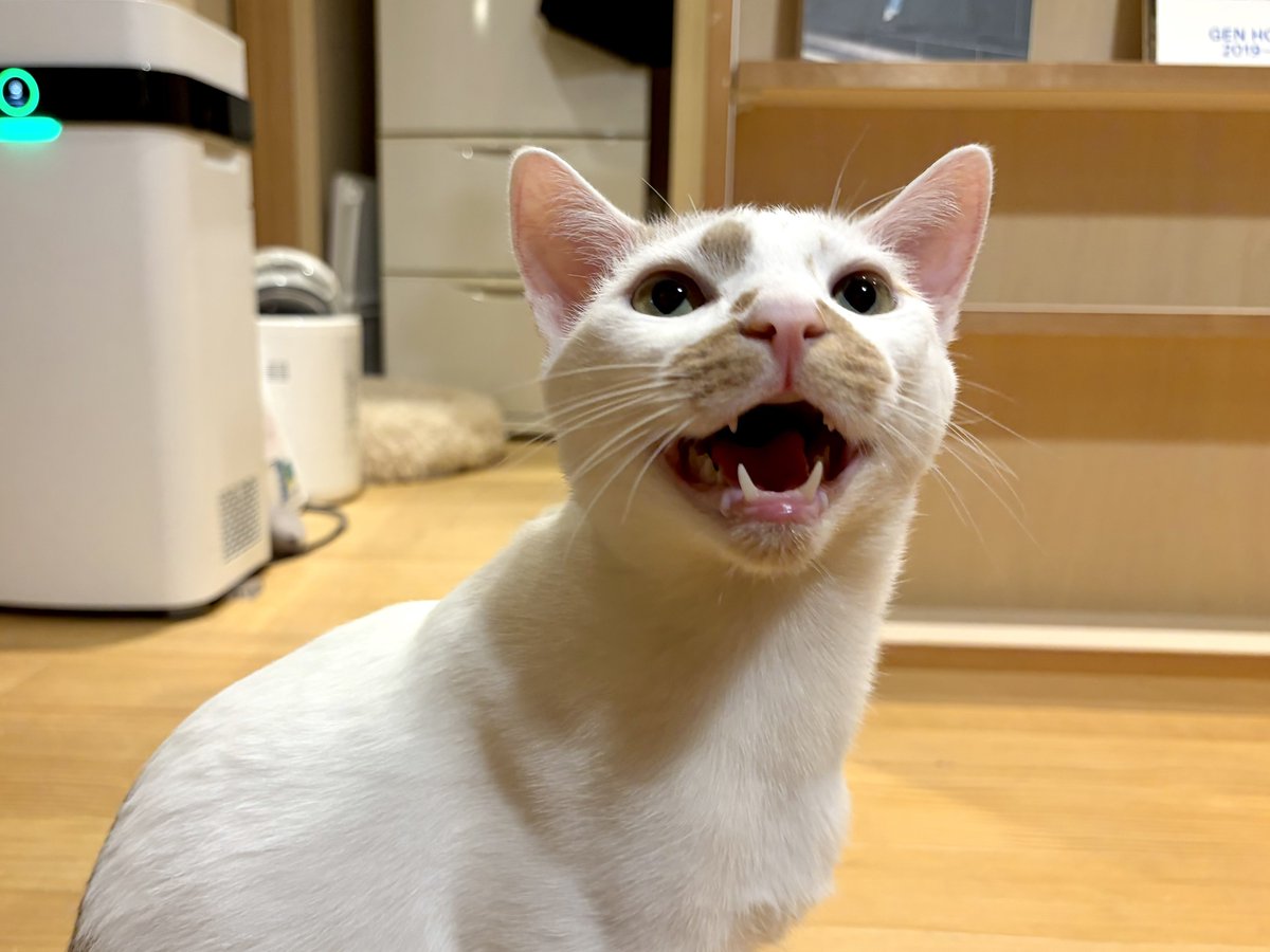 haruka tweet media