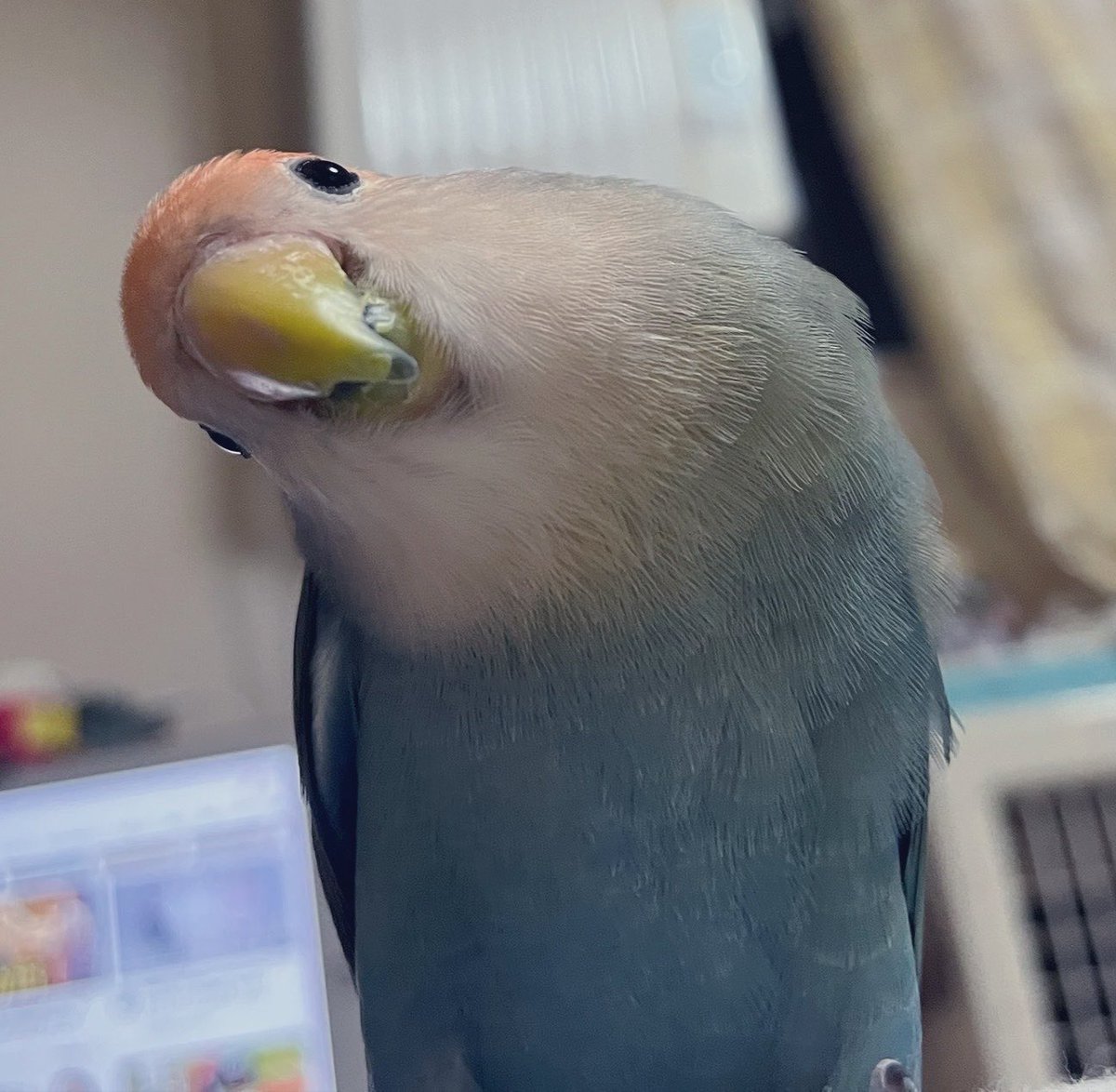 pyonn35's tweet photo. 可愛いうちの鳥 https://t.co/8KRDz2a8nV