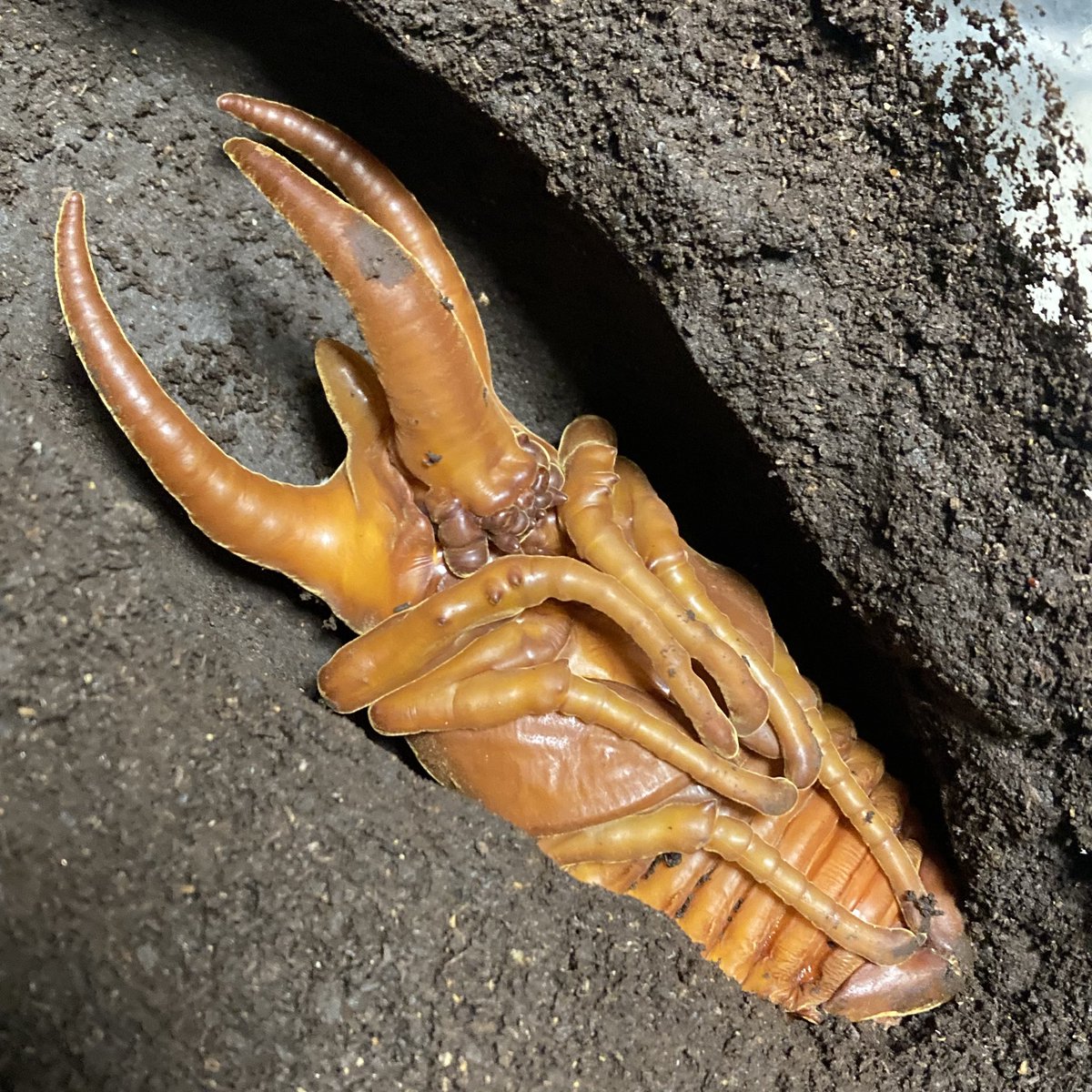 numakuwa's tweet photo. 【ビーマニお疲れ様でした！】
久しぶりの所沢、アクセス良く気楽に参加できました！主催、ご参加の皆さまありがとうございました🙌
期待していたハリムンコーカサス、しっかり伸びてました。
蛹はかっこいいけど、上翅だめそうです😅

#ビーマニ #コーカサスオオカブト #コーカサス #蛹化 https://t.co/Yf85Xopput