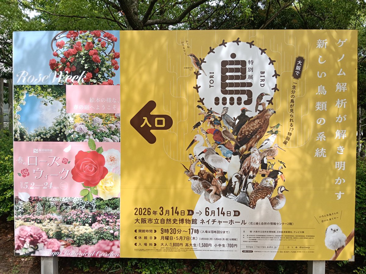 isabaeupho's tweet photo. 今日は趣向を変えて、娘ちゃんに勧められた、特別展「鳥 ～ゲノム解析が解き明かす新しい鳥類の系統～」を観覧。
ゲノム解析に沿った鳥の全◯◯目を、迫力の標本展示とともに、楽しく学べる良い展覧会でした。
解説マンガがツボにハマりまくってめちゃくちゃ楽しい😊
#鳥展 https://t.co/TfgzXIKZLA