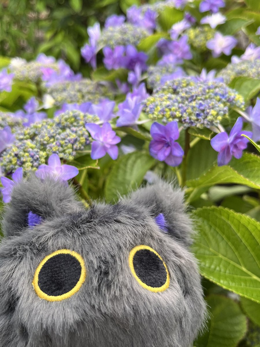 ふわふわくん、紫陽花が見頃だよ (自宅内にある自分で買った紫陽花です)