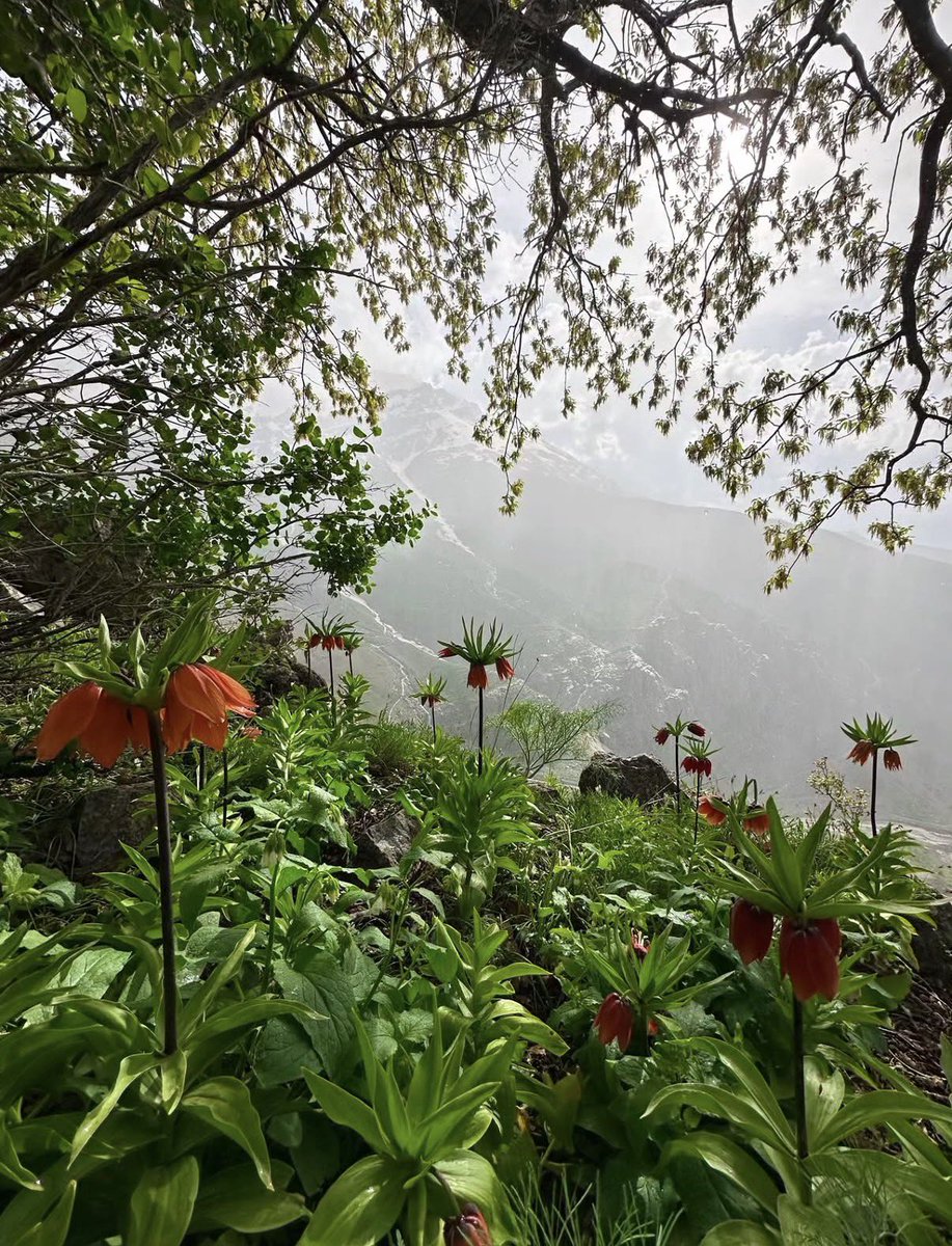 KRGClimate's tweet photo. Blooming across Kurdistan’s mountains, nature reminds us what we are working to protect.

#KRGClimate 

Photo courtesy of @Kurdistan. https://t.co/xqB2whsRGe