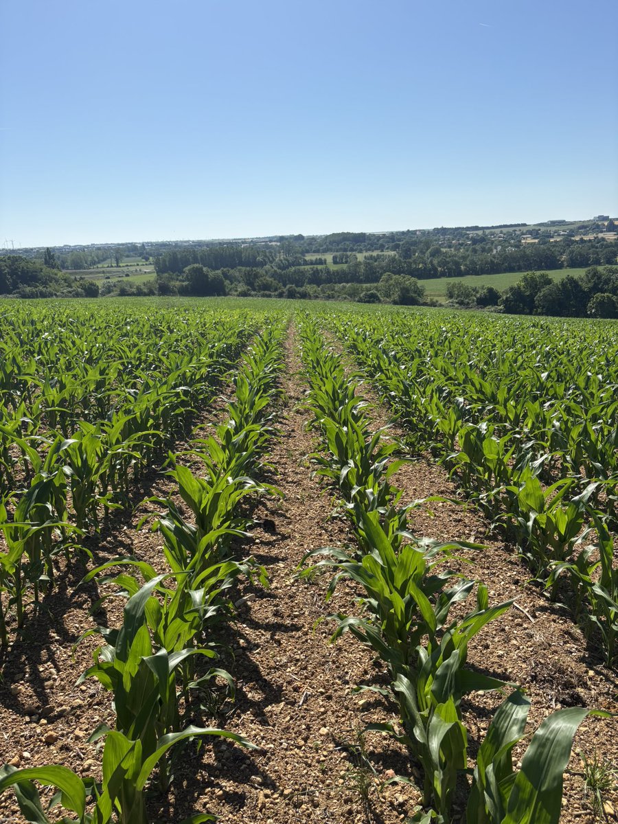 EmmanuelSagot's tweet photo. Point positif du retour de la chaleur, meme si c’est beaucoup trop vite😅, les maïs s’envolent tres vite. 
stade 8-10F @PioneerFr P0725/P0710 semis du 8 avril, cette parcelle n’a jamais vu de maïs depuis toujours, ferti 100% organique.
Demarrage #irrigation vers le 10 juin https://t.co/2aGgbEAOJN