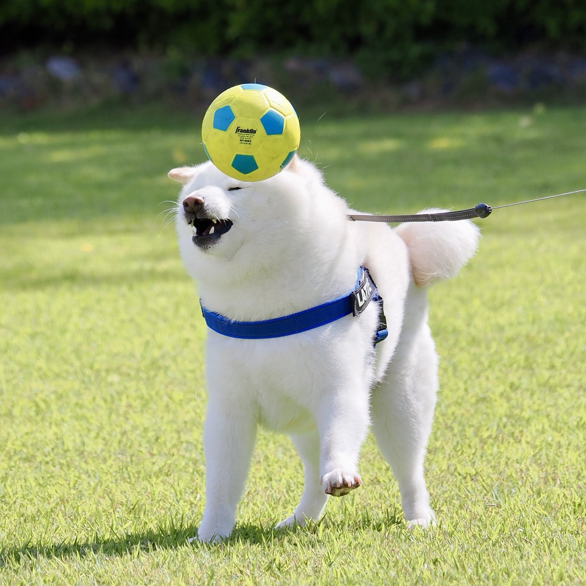 柴犬ラッテ tweet media