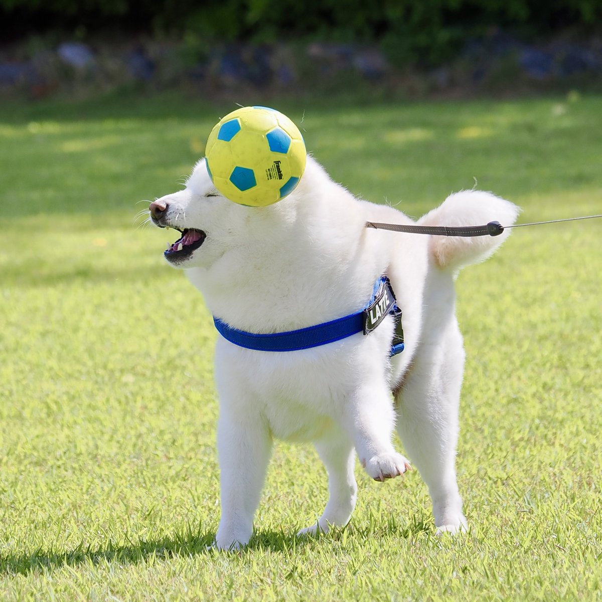 柴犬ラッテ tweet media