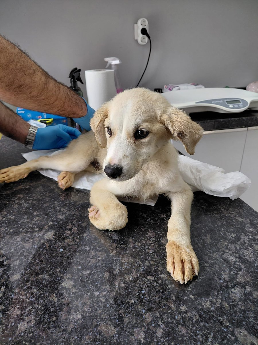 motherofidiots's tweet photo. Sokaktan barınağa alınırken sapasağlamdı. Toplam 5 gün kaldı barınakta. Binbir zorlukla sahiplenerek çıkarttık. Kalçası çatlak ve kanlı ishal olarak teslim aldık. 5 günde el kadar yavrunun hali bu. Onunla beraber alınan iki tanesi hala orda, belki de öldüler ya da hastalar şu an. Satın almayın, SAHİPLENİN!