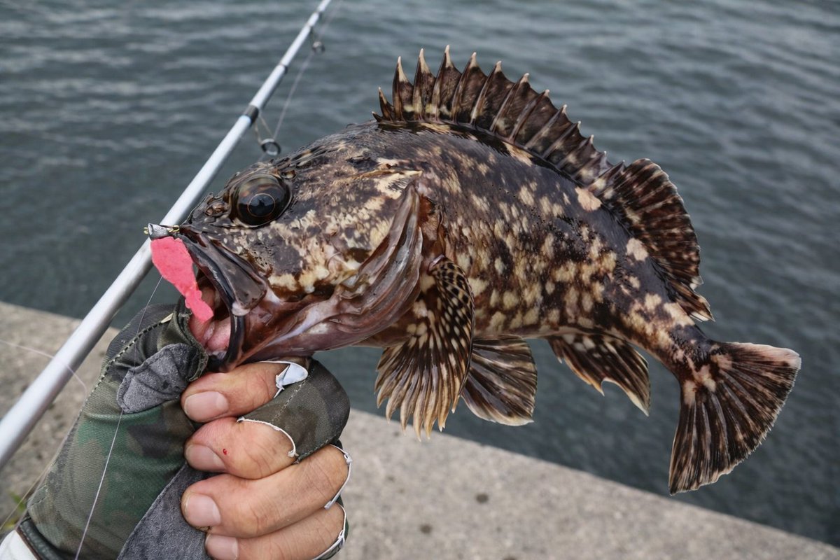 baitfiness's tweet photo. 悪条件覚悟の釣行が自作タックルで化けた夜🎣
9秒ステイ→聞き合わせで入れ掛かり。加トちゃんは私謹製ボチャエビで良型アコウ35cmをキャッチ😏
#ライトワインド #ライトロック #名古屋港 #ガシラ #アコウ #自作ジグヘッド #ボチャエビ https://t.co/boKjCNmME2