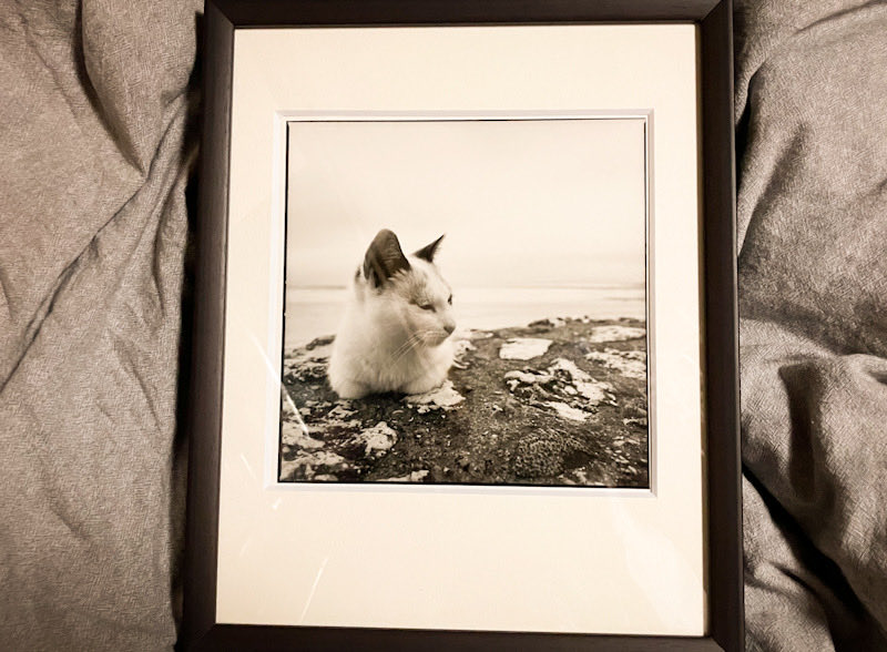 MoriyaCamera's tweet photo. 祐天寺『PaperPool•Parlourうみねこ10周年展』終了。先程、撤収いたしました！スタッフの皆様、お会いした皆様、見て頂いた皆様、感謝感謝！！出展作品はこちら猫の写真でした。(次の展示参加は4x4のグループ展。) https://t.co/AqgQk0G5YJ