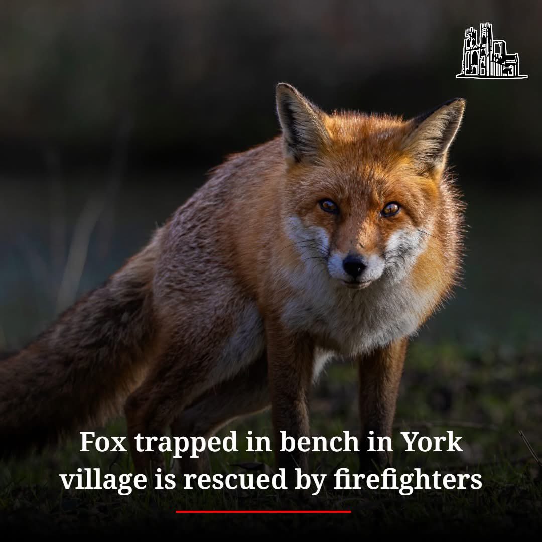 Protect_Wldlife's tweet photo. A huge thank you to our amazing emergency services 🚨.

Fire fighters rescue Fox trapped in a garden bench. 

The Fox was stuck in the bench in Osbaldwick, York on Saturday .

A fire crew was called to the home and rescued the animal, then took it to a nearby vet, North Yorkshire Fire and Rescue Service said.

#FoxOfTheDay 🦊.