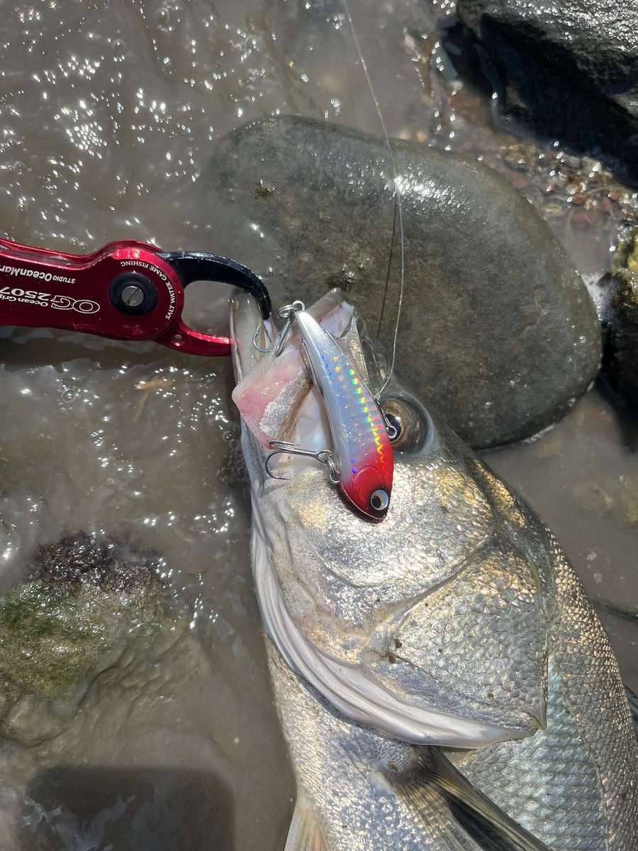 daisuke_YouTub's tweet photo. またまた来たー！
新規開拓したポイントにたまたま魚が
溜まってたみたいで色んな魚種に遊んで
もらいましたその中でスーパーランカーも
混じって最高の週末でした♪
釣れたのは全部キプロー68 です。
キプロー今年も爆発です。
#熊本シーバス https://t.co/dfib1HW4Li