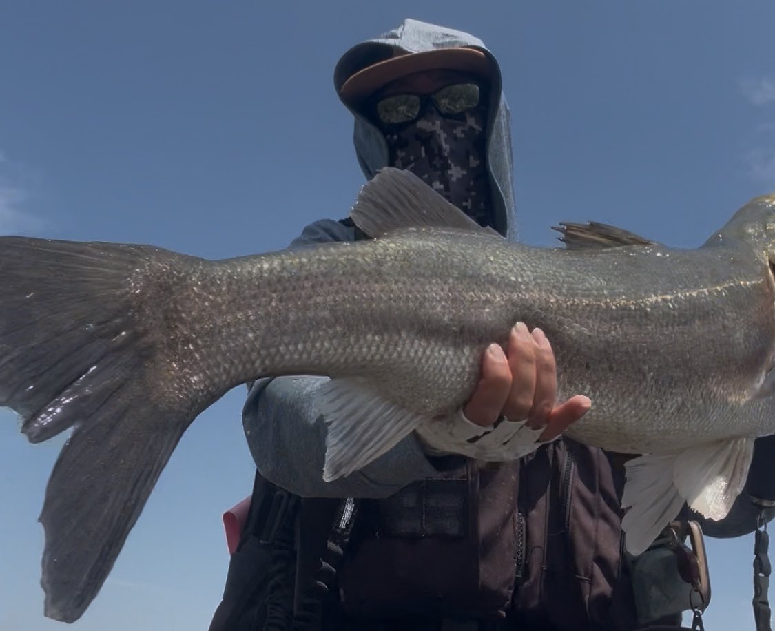 daisuke_YouTub's tweet photo. またまた来たー！
新規開拓したポイントにたまたま魚が
溜まってたみたいで色んな魚種に遊んで
もらいましたその中でスーパーランカーも
混じって最高の週末でした♪
釣れたのは全部キプロー68 です。
キプロー今年も爆発です。
#熊本シーバス https://t.co/dfib1HW4Li