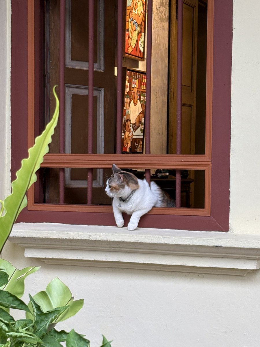 bbordinary's tweet photo. โผล่มาครึ่งตัวนึกว่าตุวเร้ก 🐱

ปีนัง, 2026 https://t.co/bgQL5vyFQu