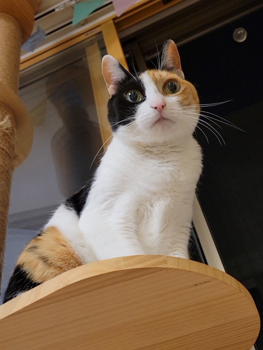 オニャンコポン🐈‍⬛ (@anotokinoneko22) / Posts / X