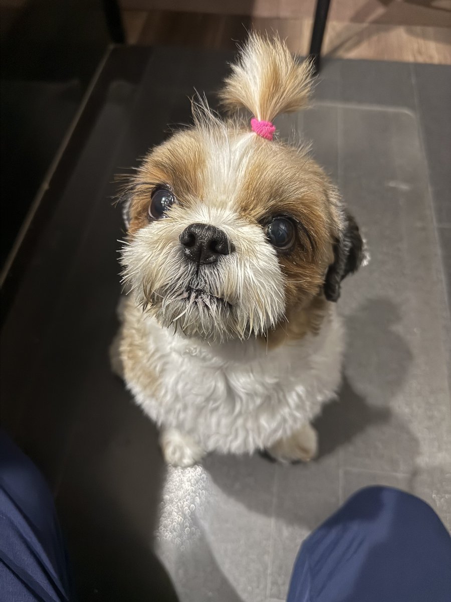 シーズーのメイくん。🐶 (@may210531) / Posts / X