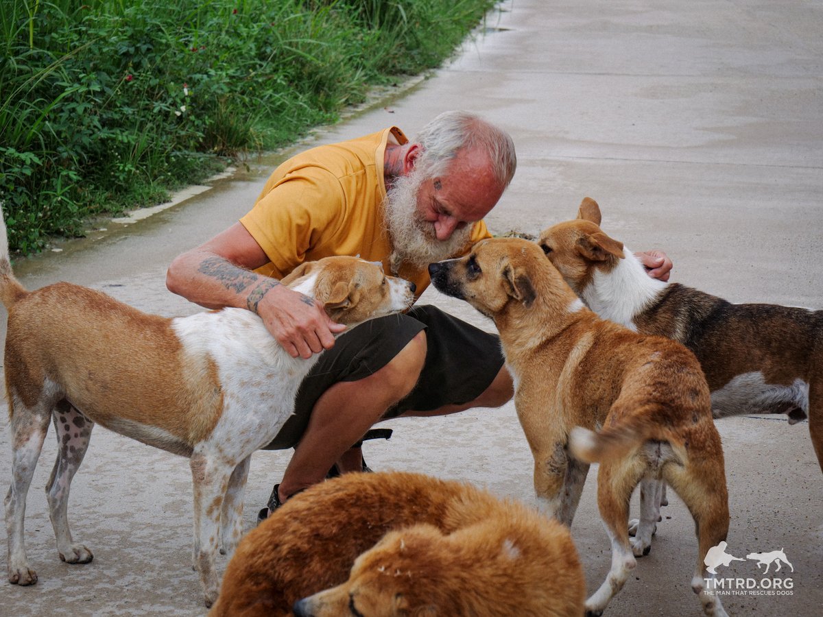 TMTRD - The Man That Rescues Dogs Foundation tweet media