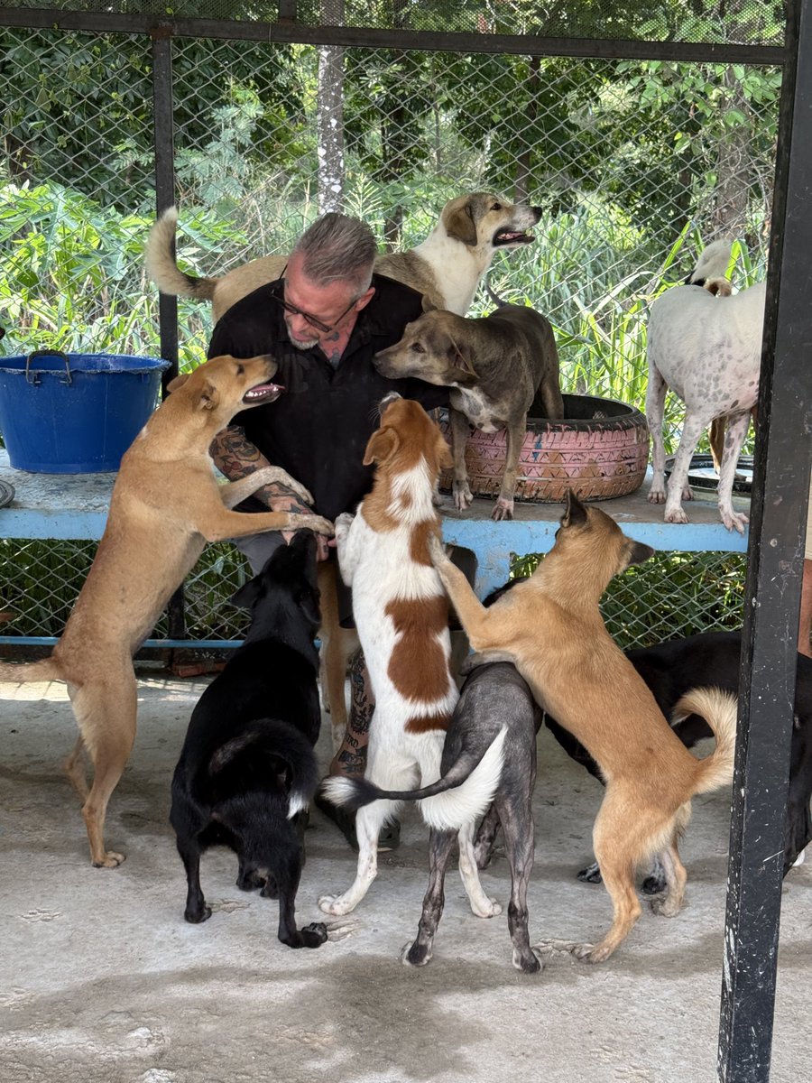 TMTRD - The Man That Rescues Dogs Foundation tweet media