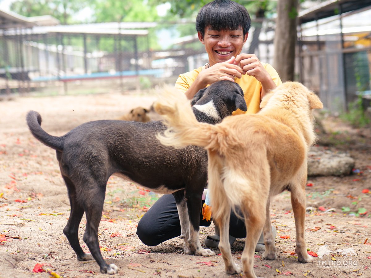 TMTRD - The Man That Rescues Dogs Foundation tweet media