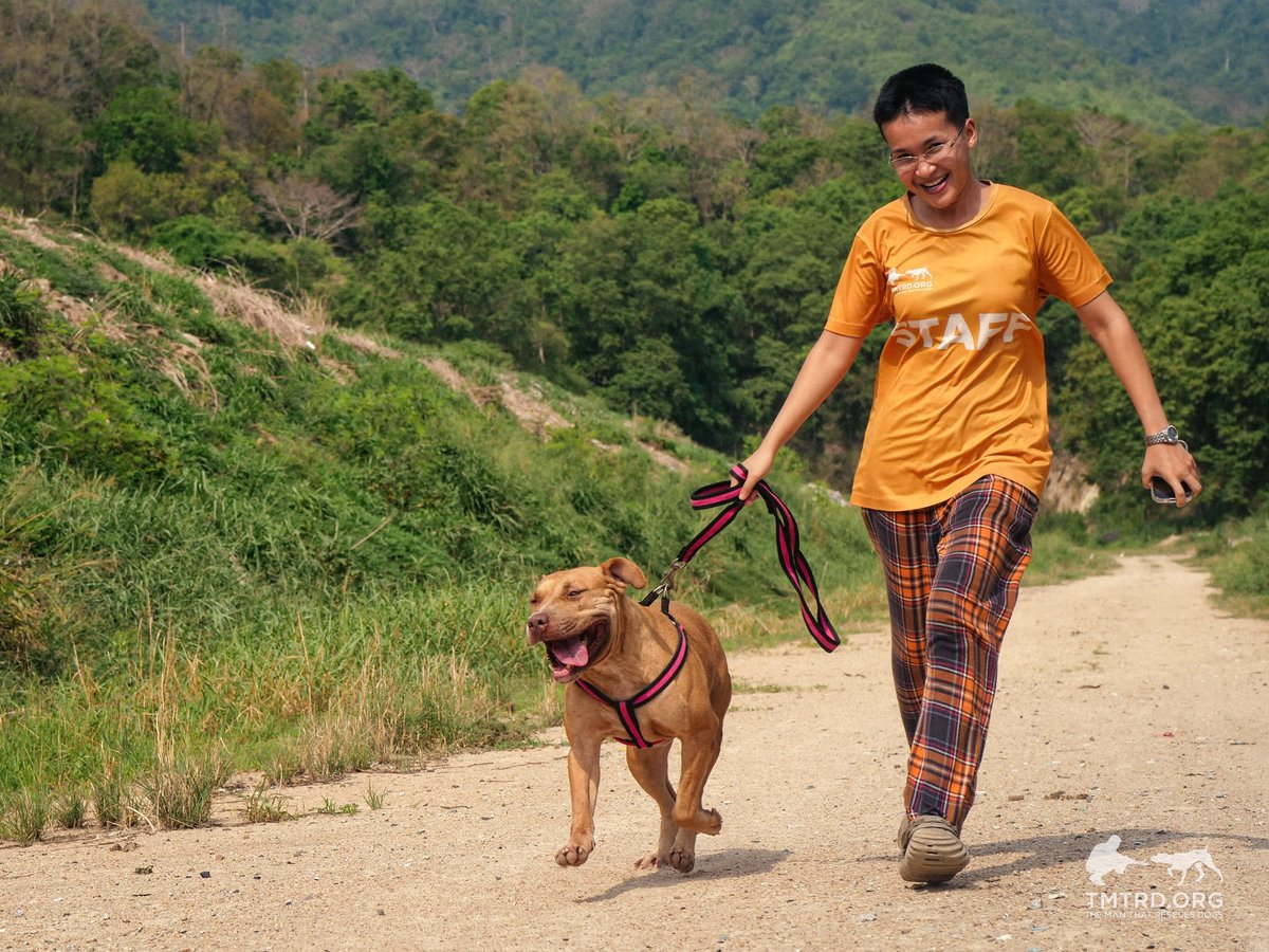 TMTRD - The Man That Rescues Dogs Foundation tweet media