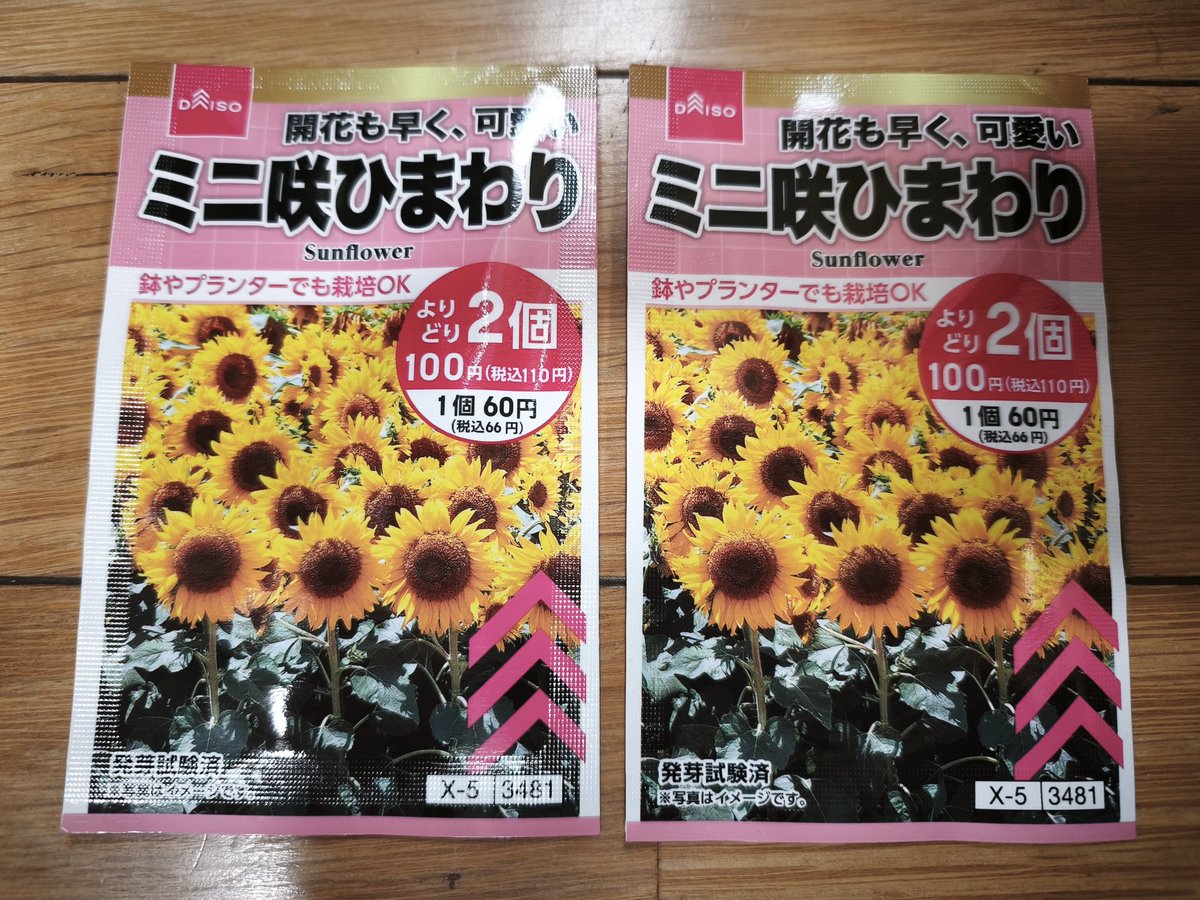 2026年5月24日(日) ダイソーのミニ咲ひまわりを播種！ BABYひまわりの