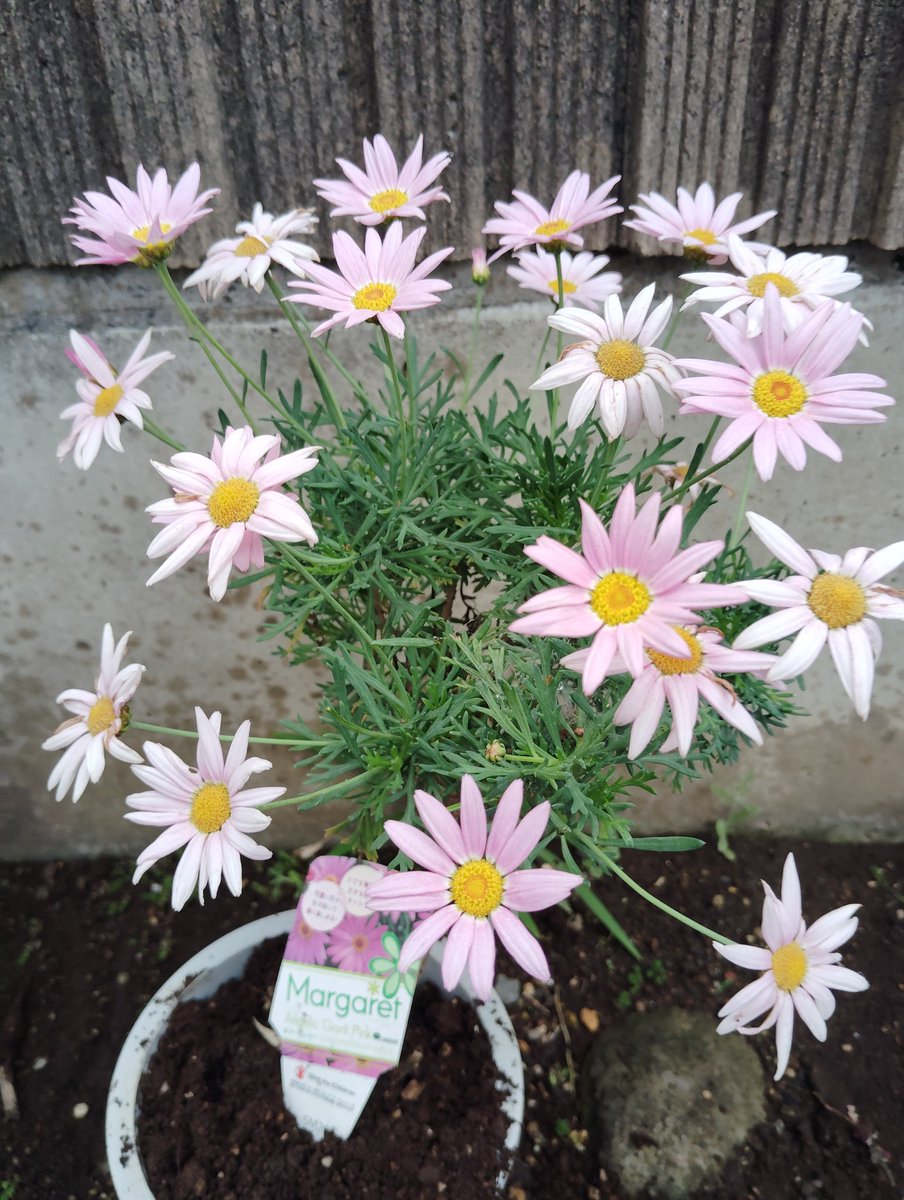 我が家の ひまわりも 少し成長しました🌻 楽しみです😍 ピンクの