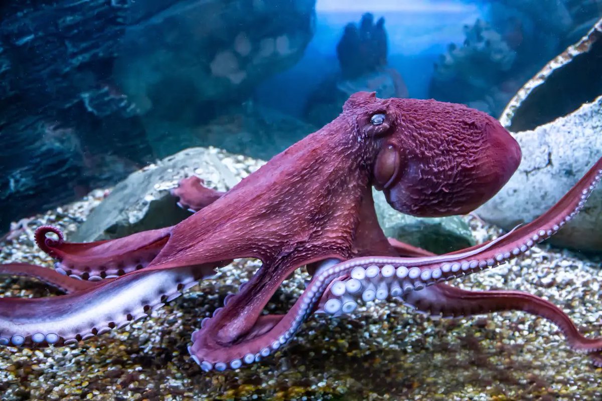 OddyNews's tweet photo. An Oxford biologist suggested that if humans were to go extinct, octopuses could potentially evolve into the species most capable of building the next civilization on Earth.

Scientists point to octopuses’ advanced problem-solving skills, tool use, memory, and high intelligence as reasons they are considered among the planet’s most extraordinary non-human lifeforms.