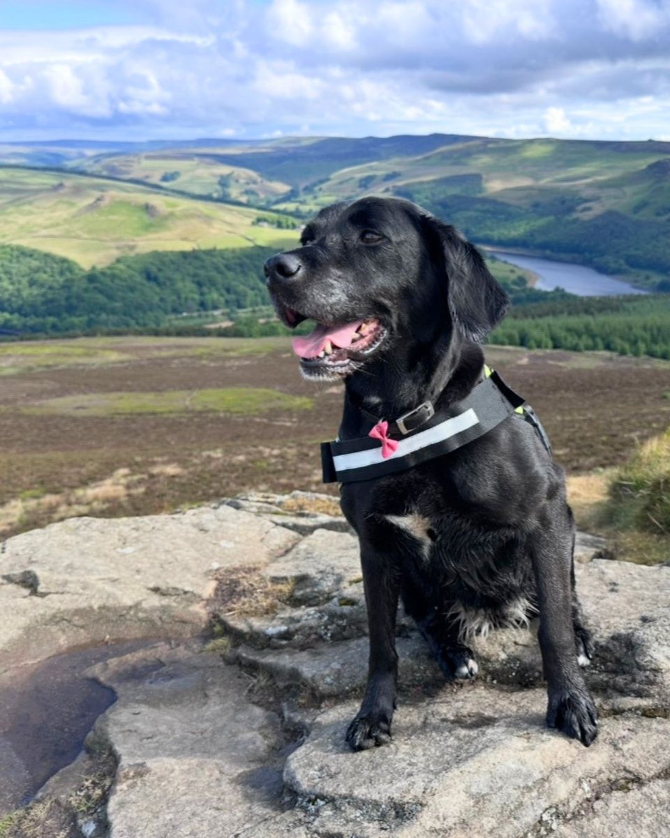 Dogs Trust 💛🐶 tweet media