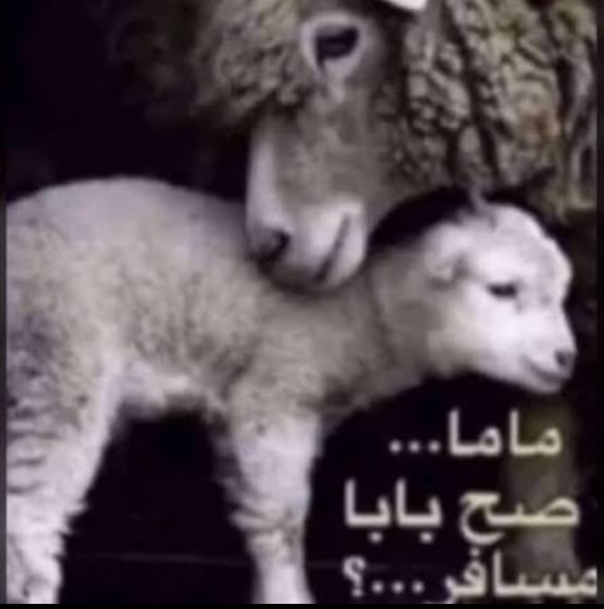 1331 tweet media