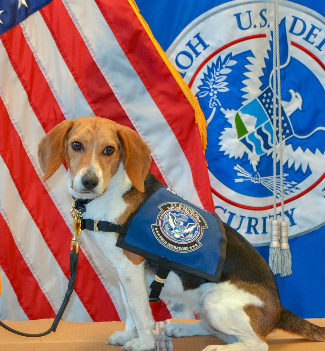 DFOFlorida's tweet photo. Boss Dog Hermie reviewing a recent produce lineup like: "Strong yam performance...concerns about the sugar cane, soup mix, and peppers forecast." #BeagleBrigade #OFOProudus https://t.co/FOzS8RlBiV