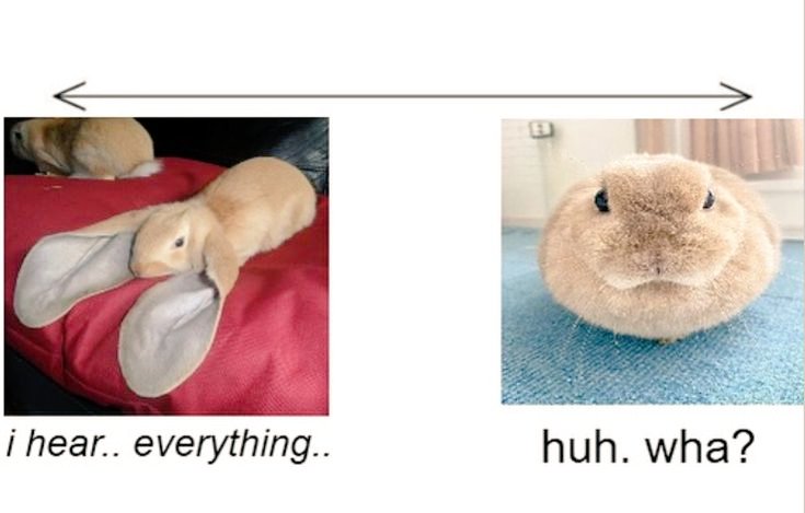 Cutes Animals tweet media