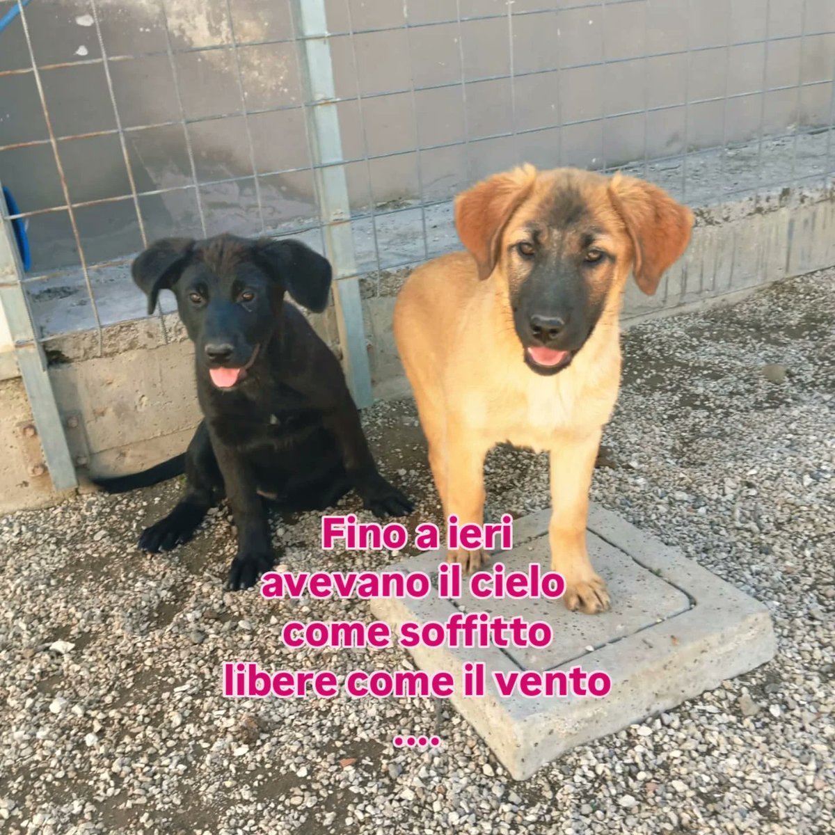 Greta Fanti tweet media