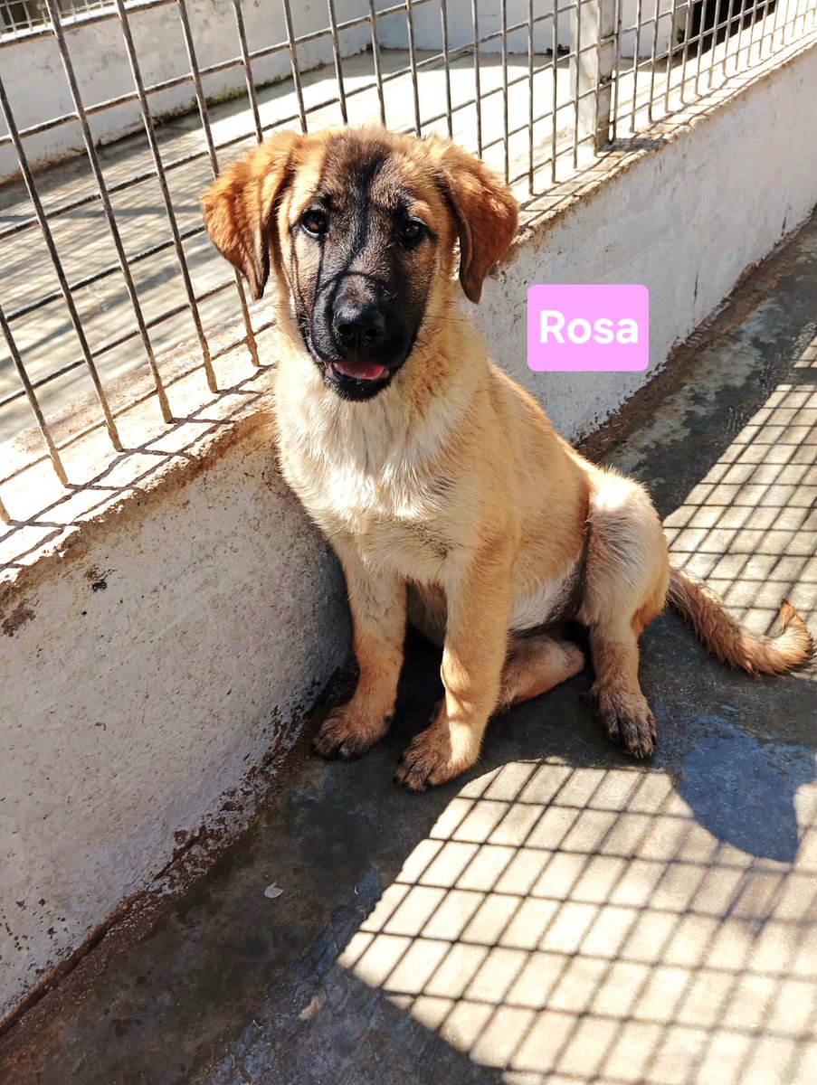Greta Fanti tweet media