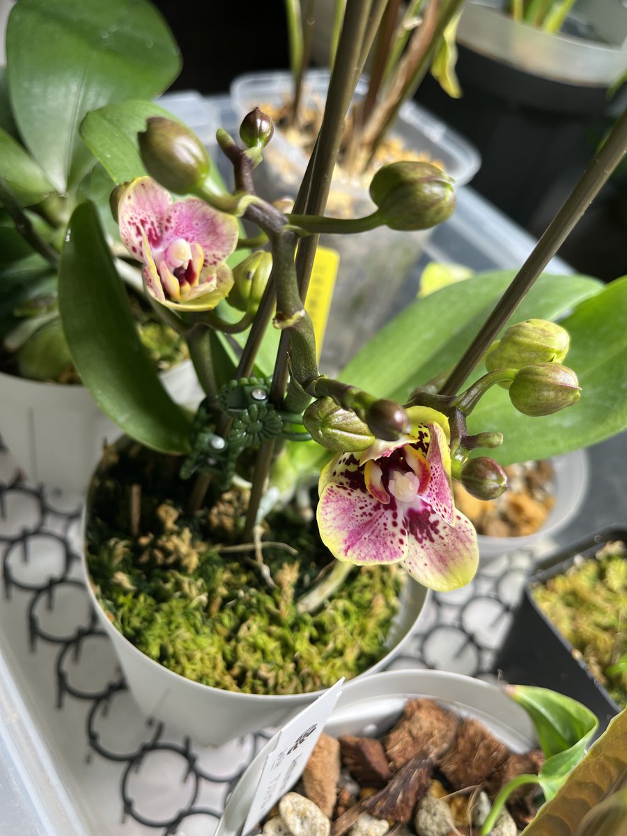 Pokemon_class's tweet photo. 花友フェスタの時に息子がジャンケンに買って頂いた胡蝶蘭が開花しました🌸
説明をして貰ったそうですが、忘れてしまって品種が分からず、どんな花が咲くか楽しみにしていました😊
Google先生に聞いてみたらミディ胡蝶蘭のイエローシュエットの可能性が高いとの事。
もう一株有るのでそちらも楽しみ☺️ https://t.co/R5OURVwCUG