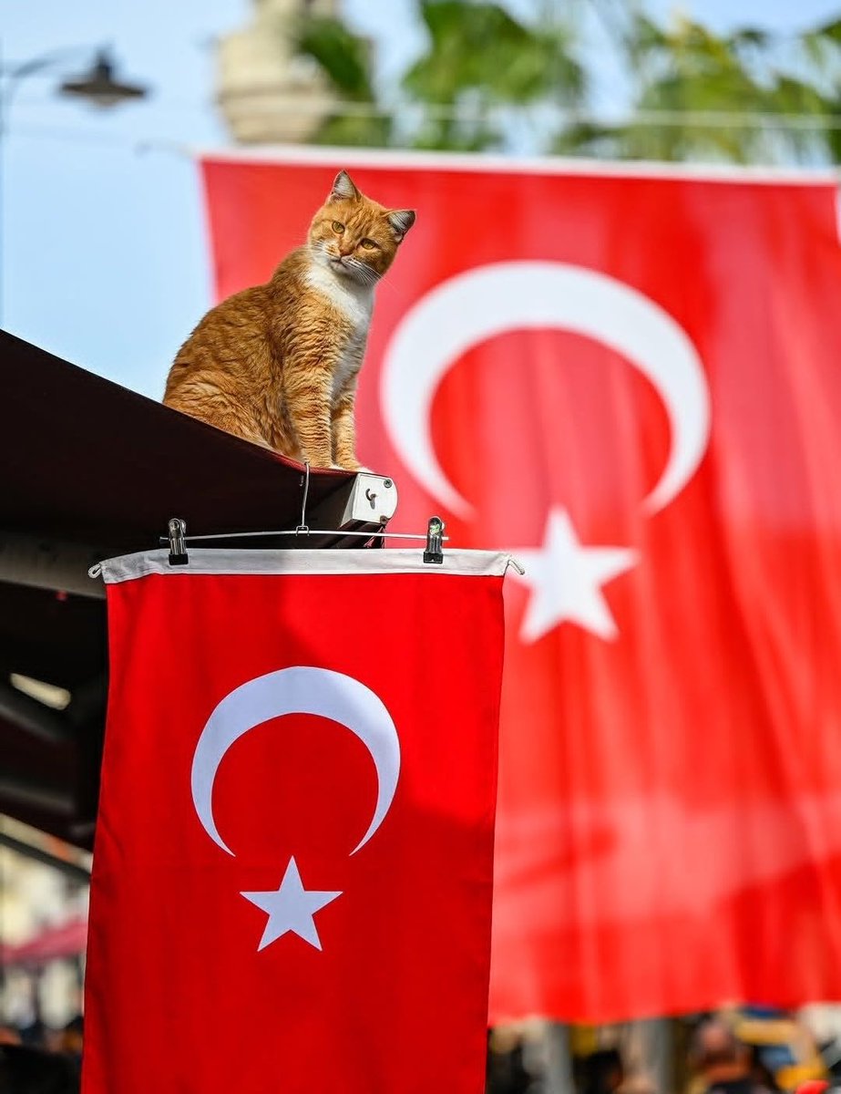 zaim_68's tweet photo. CHP de olan biteni bu şekil izliyoruz..

CHP genel merkezi
#CHPÖzgürÖzel 
Boşaltım https://t.co/b4n7BKnMEG