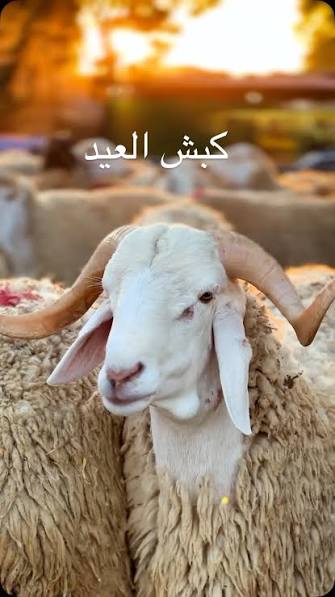 RAlhdhyfy74220's tweet photo. #سلام_العيد !

لعنة الله ...
وملائكته ورسله وسائر خلقه على -كل وأي- مسئول با يعيّد !
واحنا -المواطنين- بغير عيد .

قولوا :
آميييييين🌷 https://t.co/VGcVnZoUdz