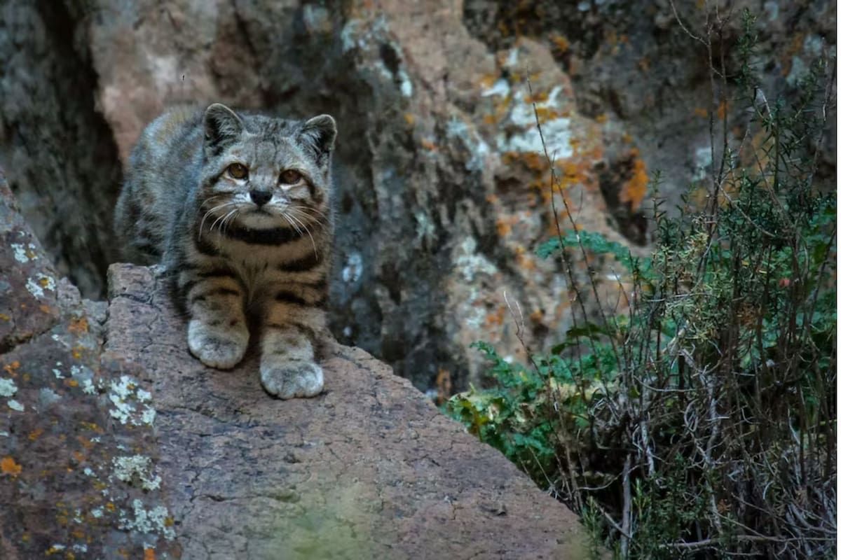 LNnaturaleza's tweet photo. 🐾 Las cámaras trampa del Área Natural Protegida La Payunia lograron capturar al gato andino, también llamado “fantasma de los Andes”. Se trata de una de las especies más difíciles de observar en estado salvaje.
#ProyectoNaturaleza #LNNaturaleza

https://t.co/sNpd7SsMaL https://t.co/hXWtnbBeHo