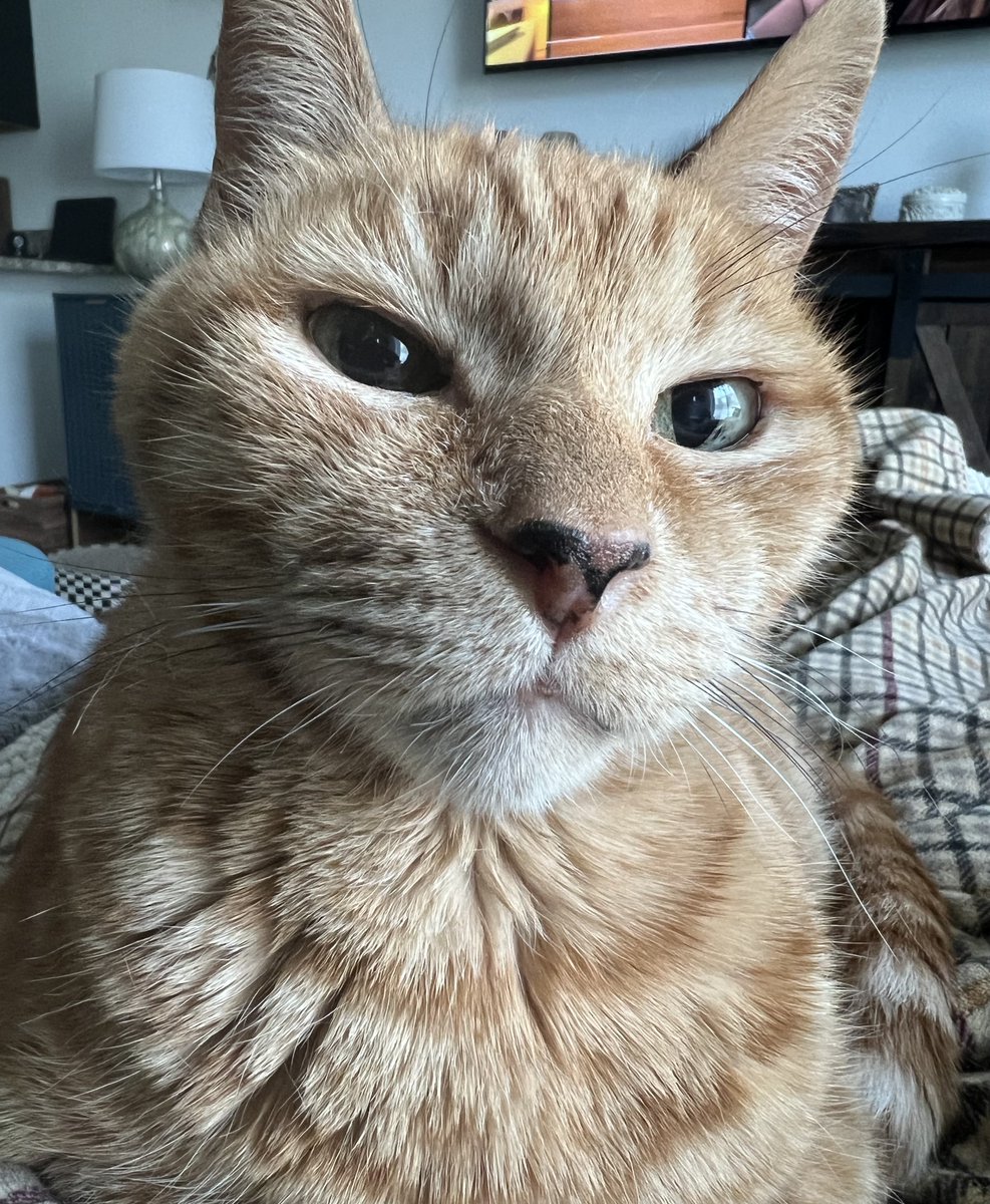 Seamus & Atticus tweet media