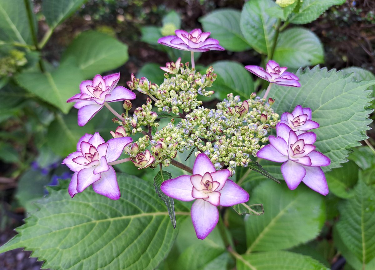 今日の紫陽花 ⑩ひな祭り その星形の花びらと華やかなグラデーションが