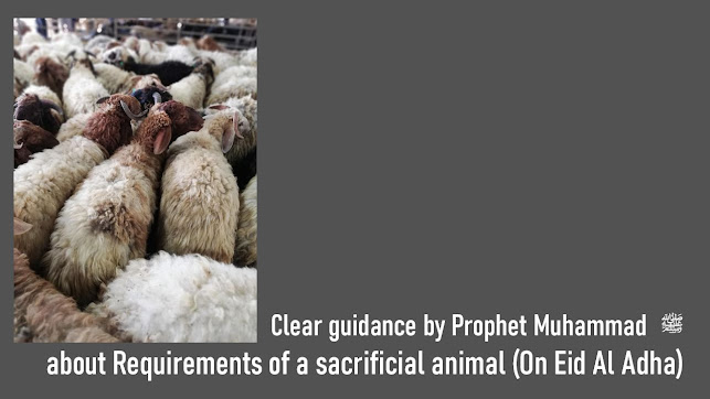 IslamUltimate's tweet photo. Clear guidance by Prophet Muhammad ﷺ  about Requirements of a sacrificial animal (On Eid Al Adha)
https://t.co/s7XfKHw2DC
#Hajj https://t.co/CnCGkVzePc