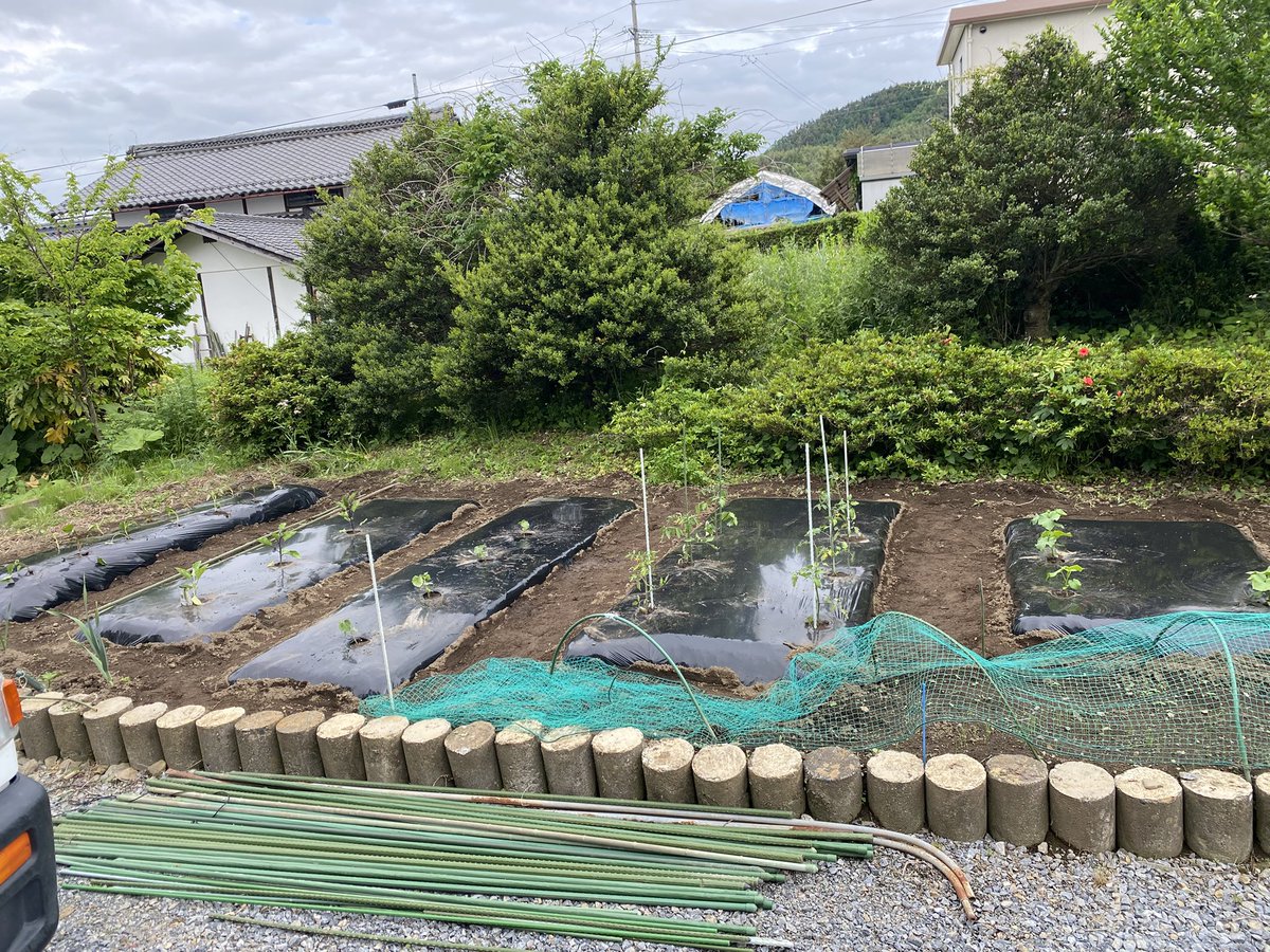 mi_kitaho's tweet photo. いろいろあって
やっと家のほうの庭の畑に
手がつけられました（一日がかり😅）
マルチの向こう側の雑草は見ないで〜

たくさん実れよ！🍅🥒🍆🍠

にしても、まだスキマあるなぁ
#家庭菜園 https://t.co/Px9ofxcemh