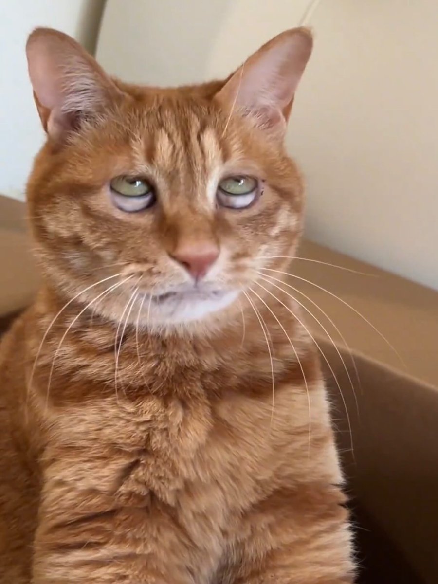 No Cats No Life tweet media