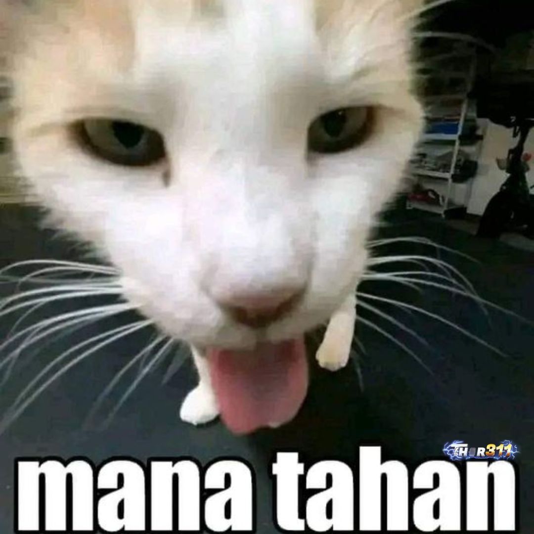🐅 tweet media