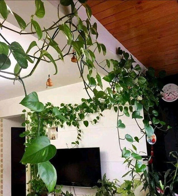 MitziGrainger's tweet photo. Pro tip for your pothos! Rotate it weekly, and it'll grow straight u0026 lush—no lopsided vines.  #PlantCareTips， https://t.co/LWhr3a2FiL