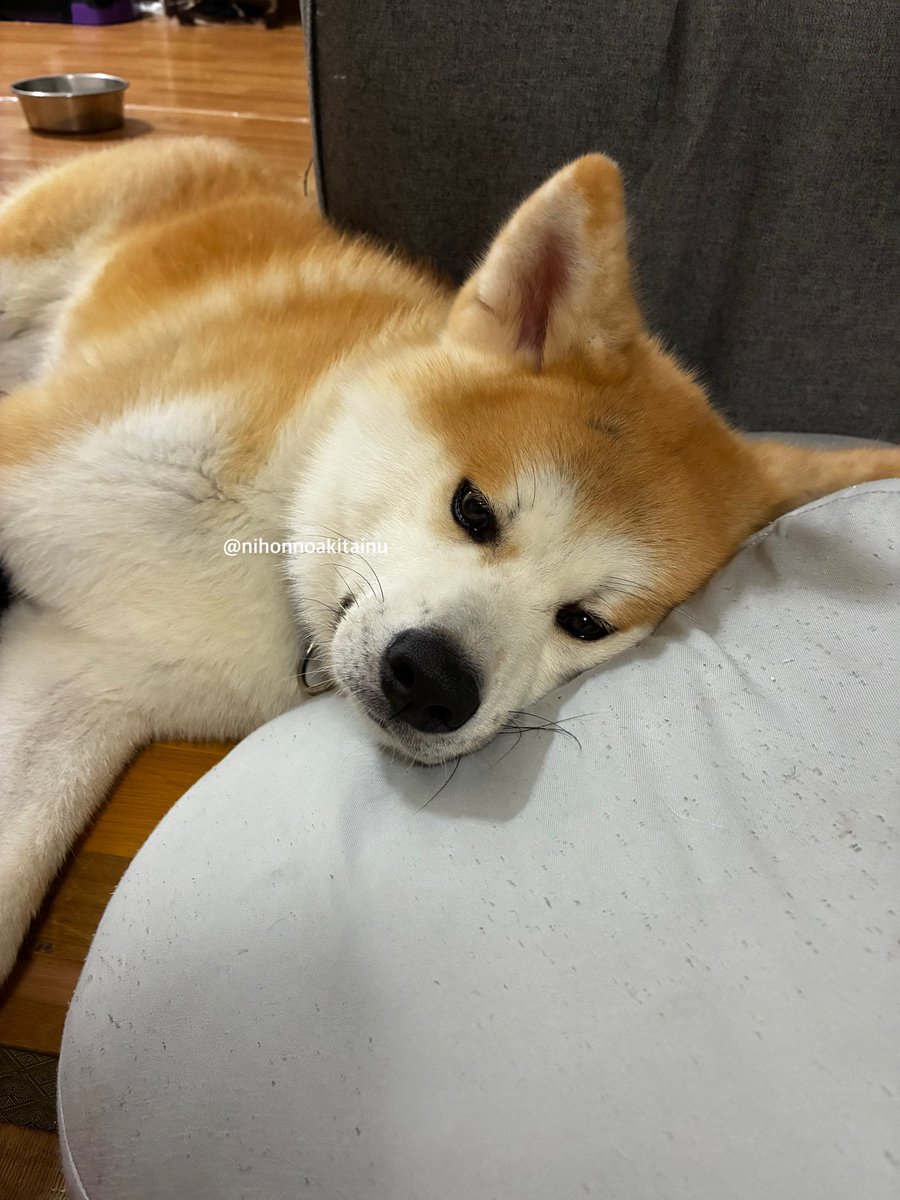 nihonnoakitainu's tweet photo. いぬが　かつやくする　おはなし　きかせて https://t.co/Q2vAbICzIb
