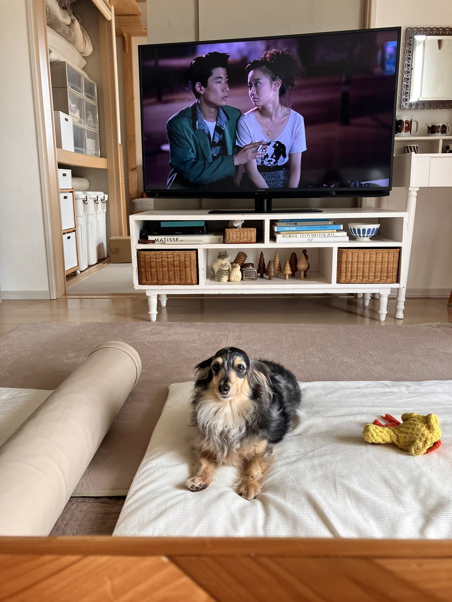 inutoneko__'s tweet photo. 実家で犬と映画みたとき https://t.co/nCWs90hSso