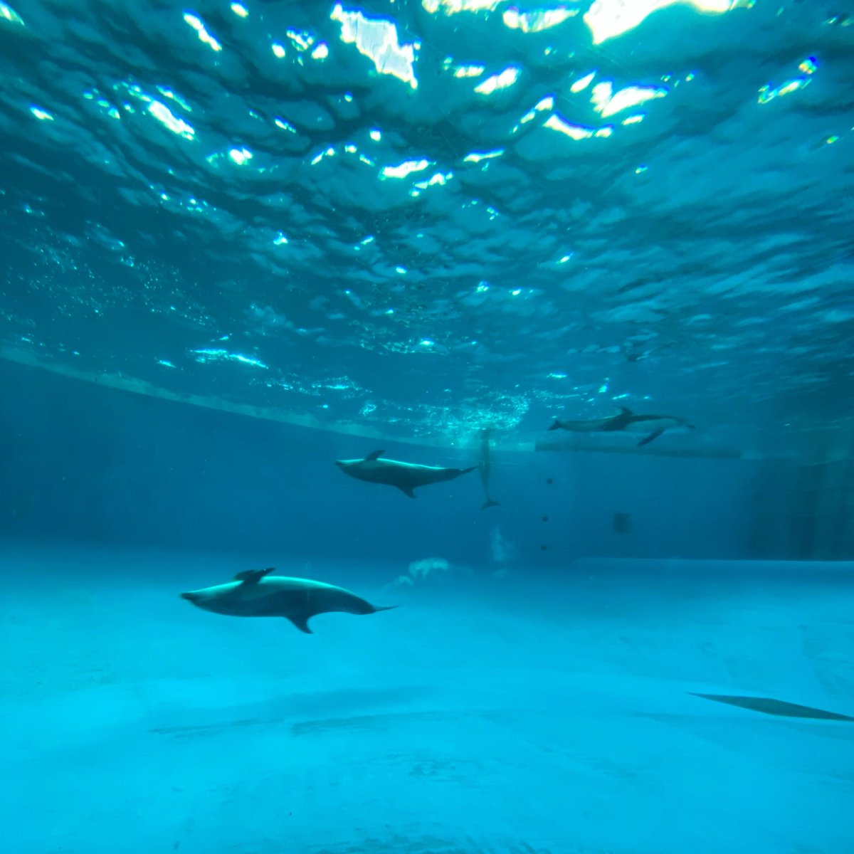 yu0318yu's tweet photo. 水族館、水の雰囲気が好き https://t.co/qQldZdyuK9