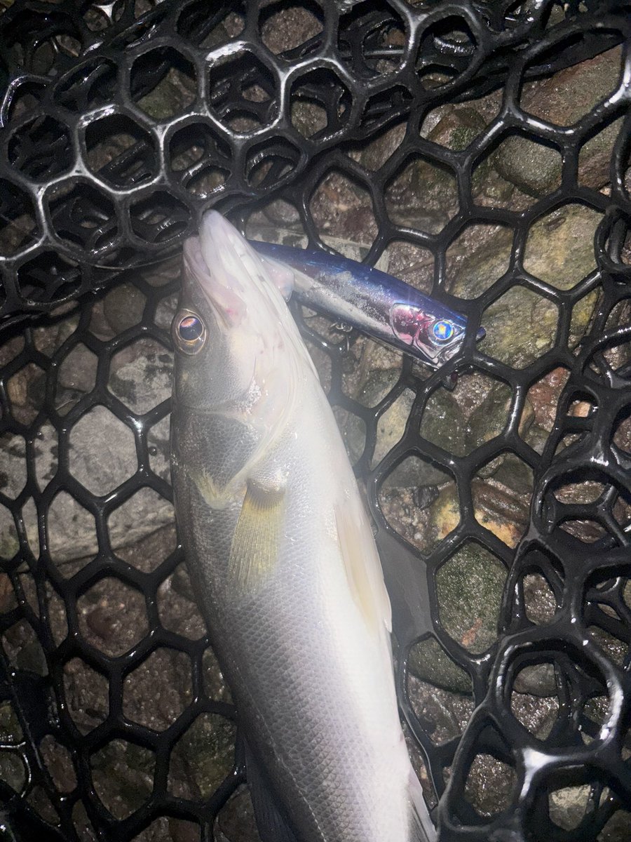 Cameler89's tweet photo. 今年は魚いるけどタイミング合わないなー！
でもボーズじゃない！
けーる。

#ガボッツ90
#BlueBlue https://t.co/qGPKKnhLMG